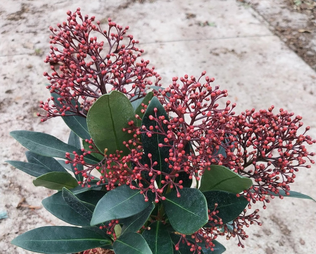 SKIMMIA JAPONICA 'RUBELLA'