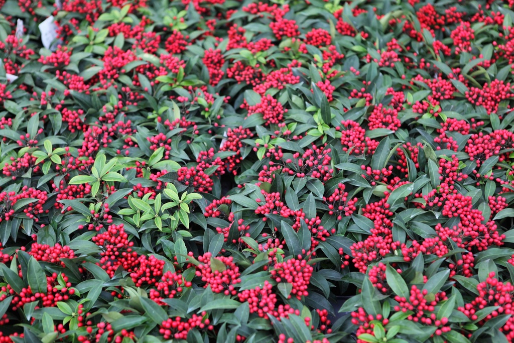 [SRE20C2] SKIMMIA REEVESIANA (Pot 2 liter, 20-25 cm)