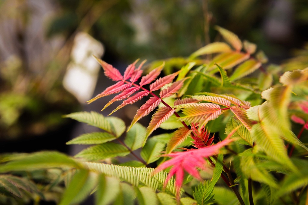 SORBARIA SORBIFOLIA PINK HOPI