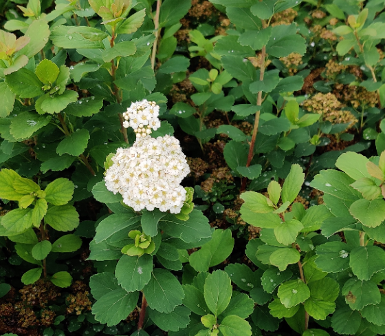 [SBTO3] SPIRAEA BETULIFOLIA 'TOR' (Pot 3 liter, 25-30 cm)