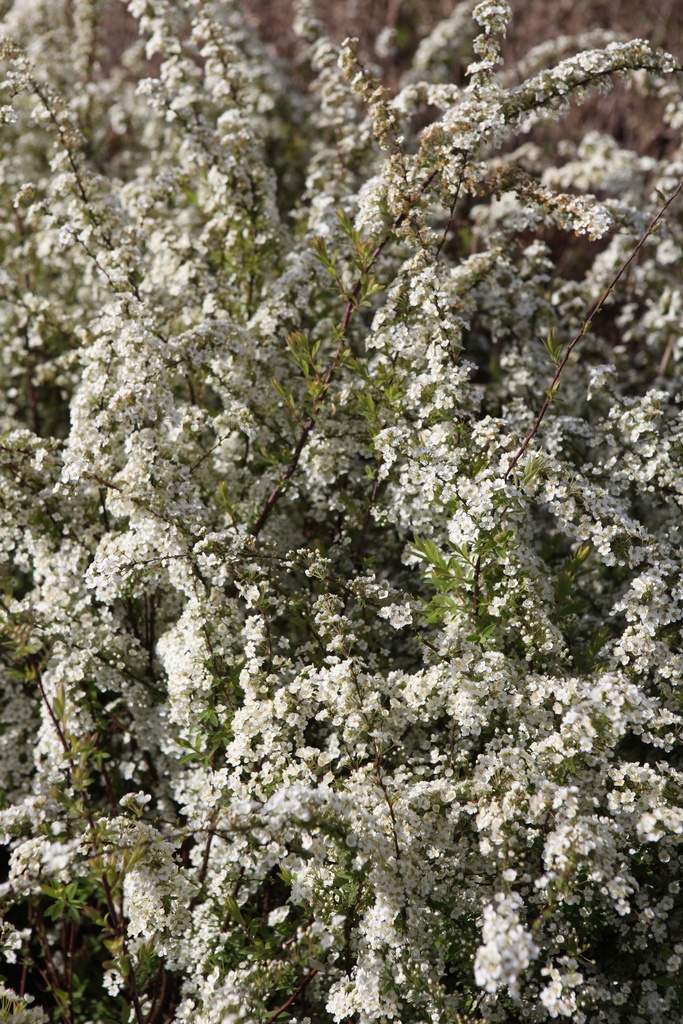 SPIRAEA CINEREA 'GRACIOSA'