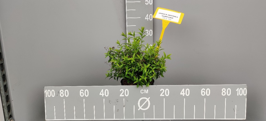 [SJAL25C] SPIRAEA JAPONICA 'ALBIFLORA' (20-25 cm)