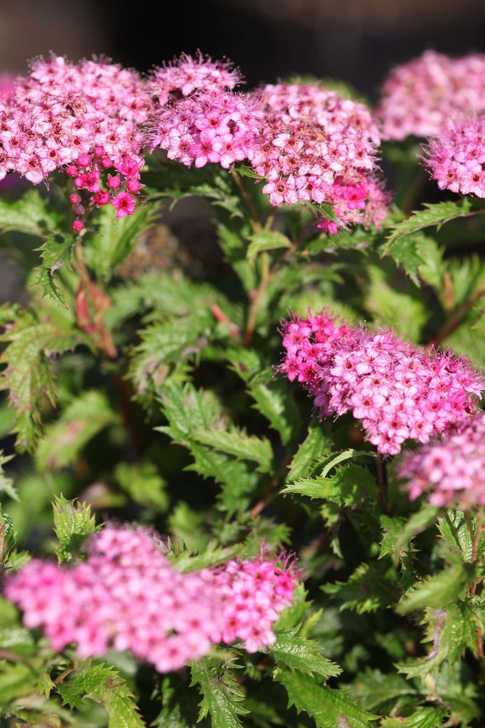 SPIRAEA JAPONICA 'CRISPA'