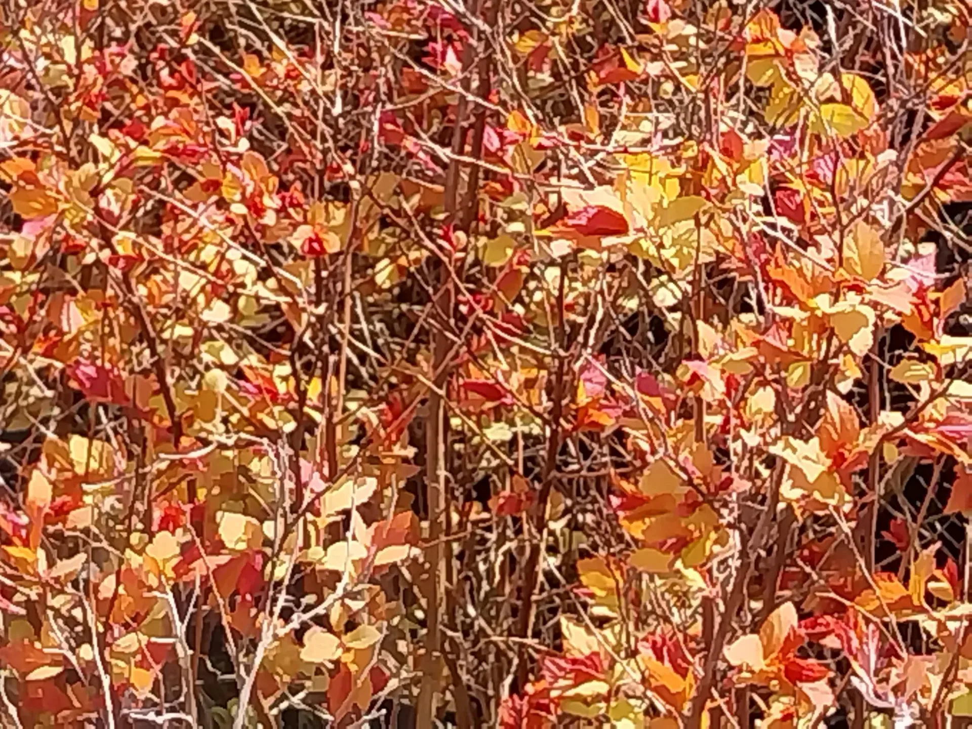 SPIRAEA JAPONICA 'FIRELIGHT'