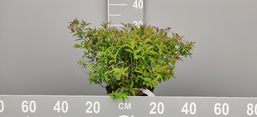 [SJGE30C] SPIRAEA JAPONICA 'GENPEI (SHIROBANA)'