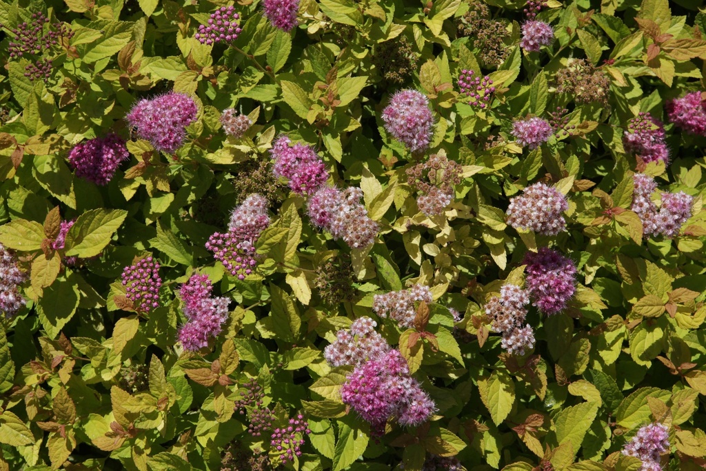 SPIRAEA JAPONICA 'GOLDEN PRINCESS'