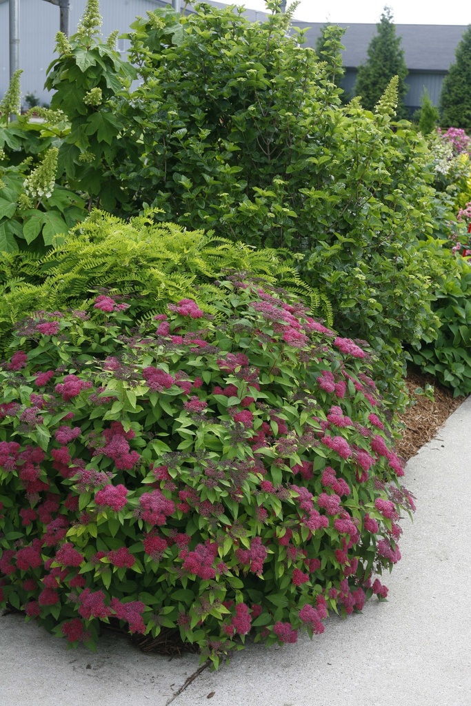 SPIRAEA JAPONICA PROVEN WINNERS® DOUBLE PLAY® RED