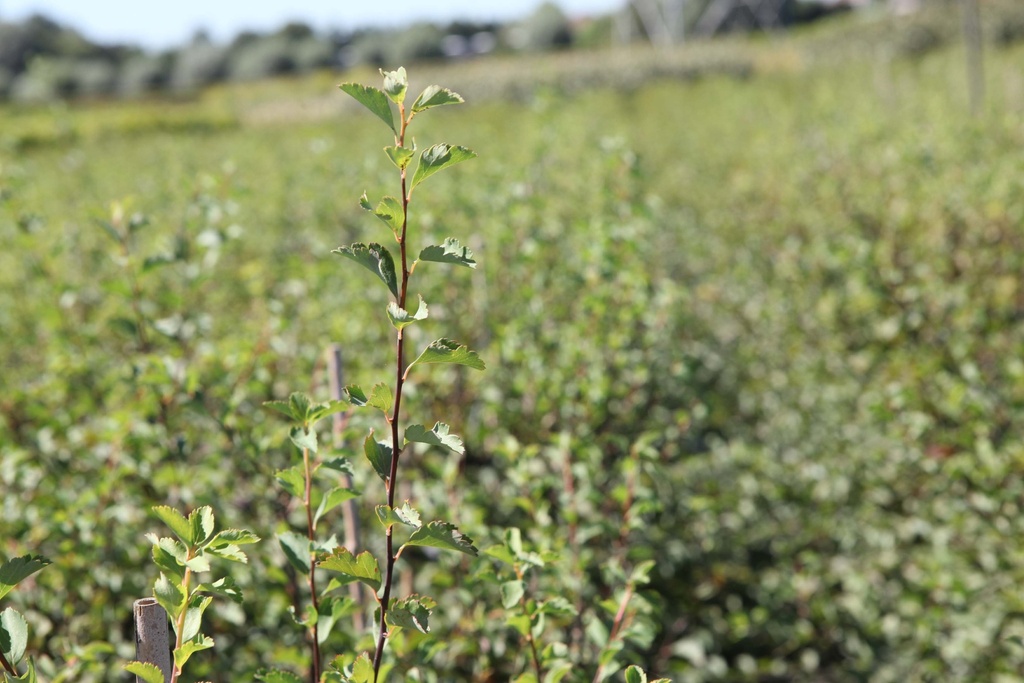 SPIRAEA VANHOUTTEI