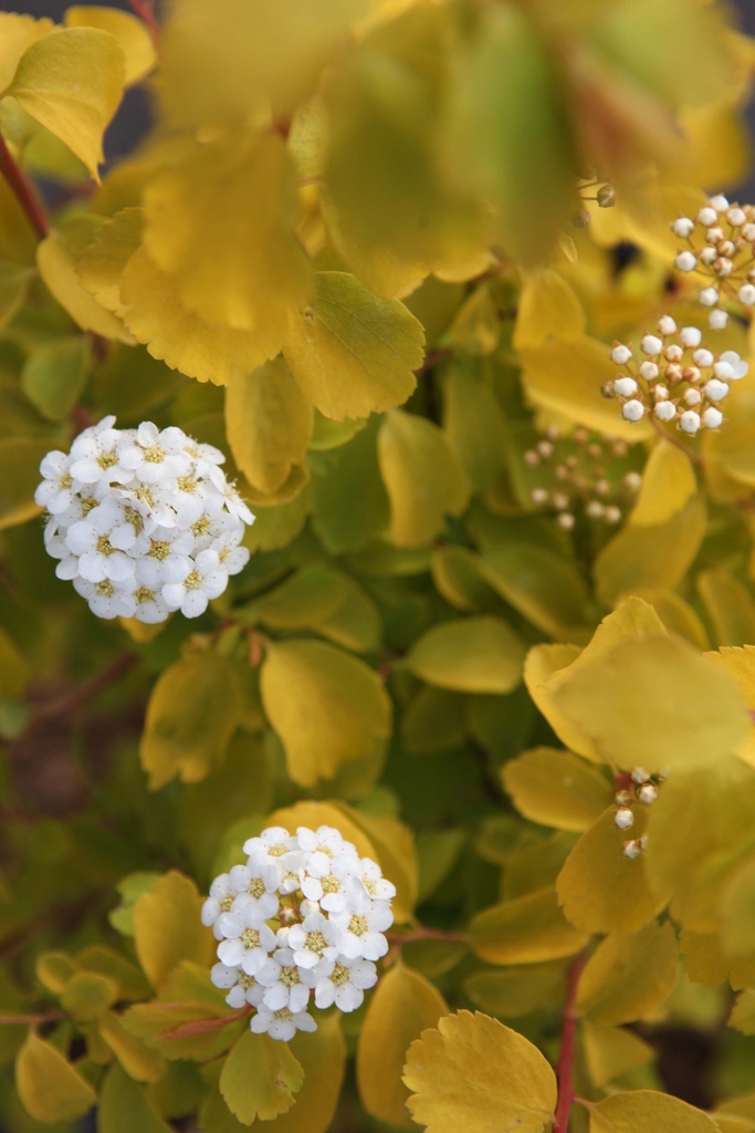 SPIRAEA VANHOUTTEI 'GOLD FOUNTAIN'