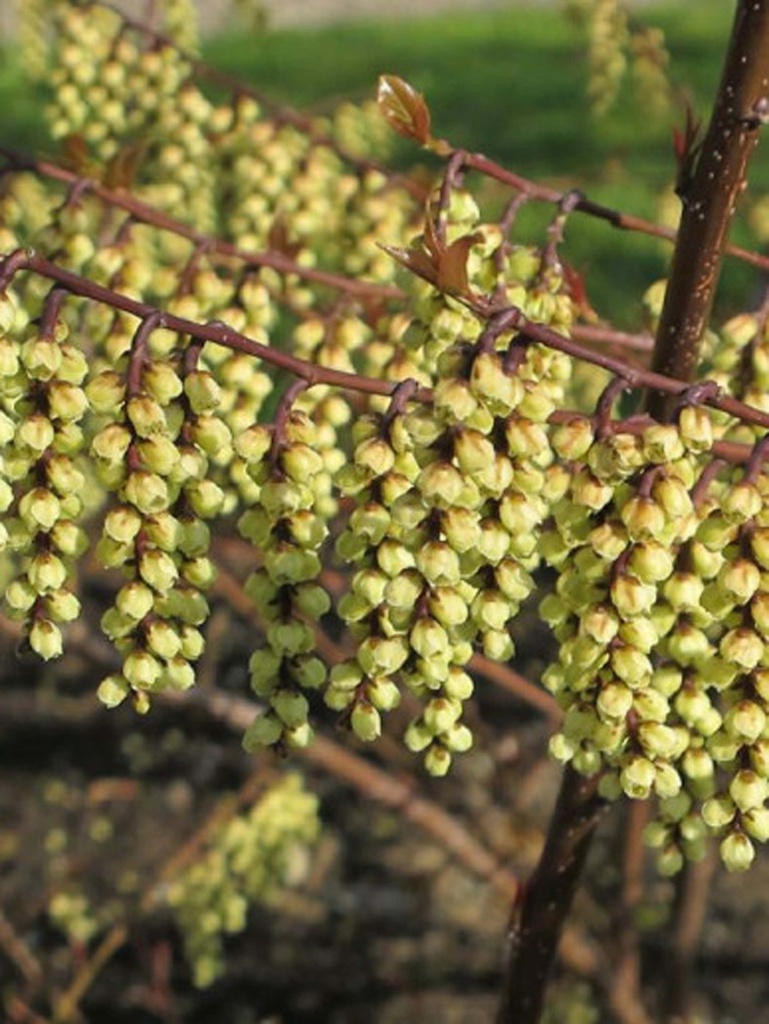 STACHYURUS CHINENSIS 'SILBERSCHWEIF'