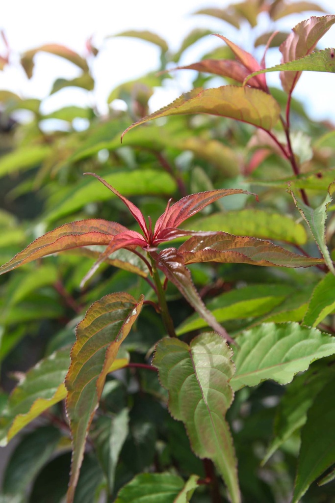STACHYURUS PRAECOX