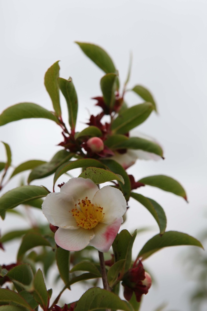STEWARTIA PSEUDOCAMELLIA