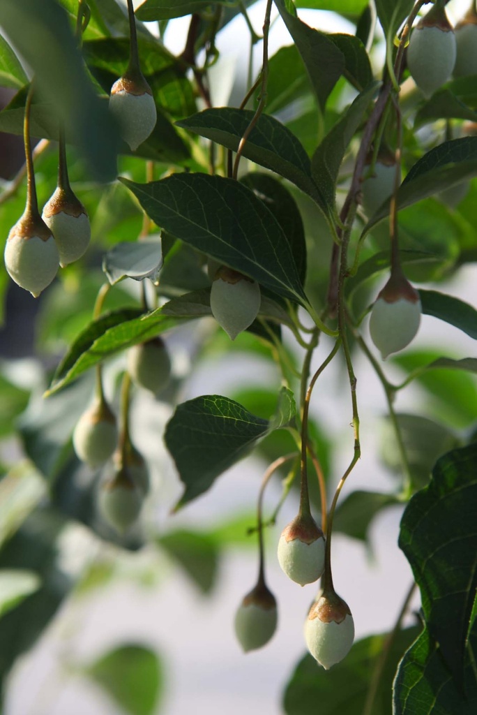 STYRAX JAPONICA 'FRAGRANT FOUNTAIN®'