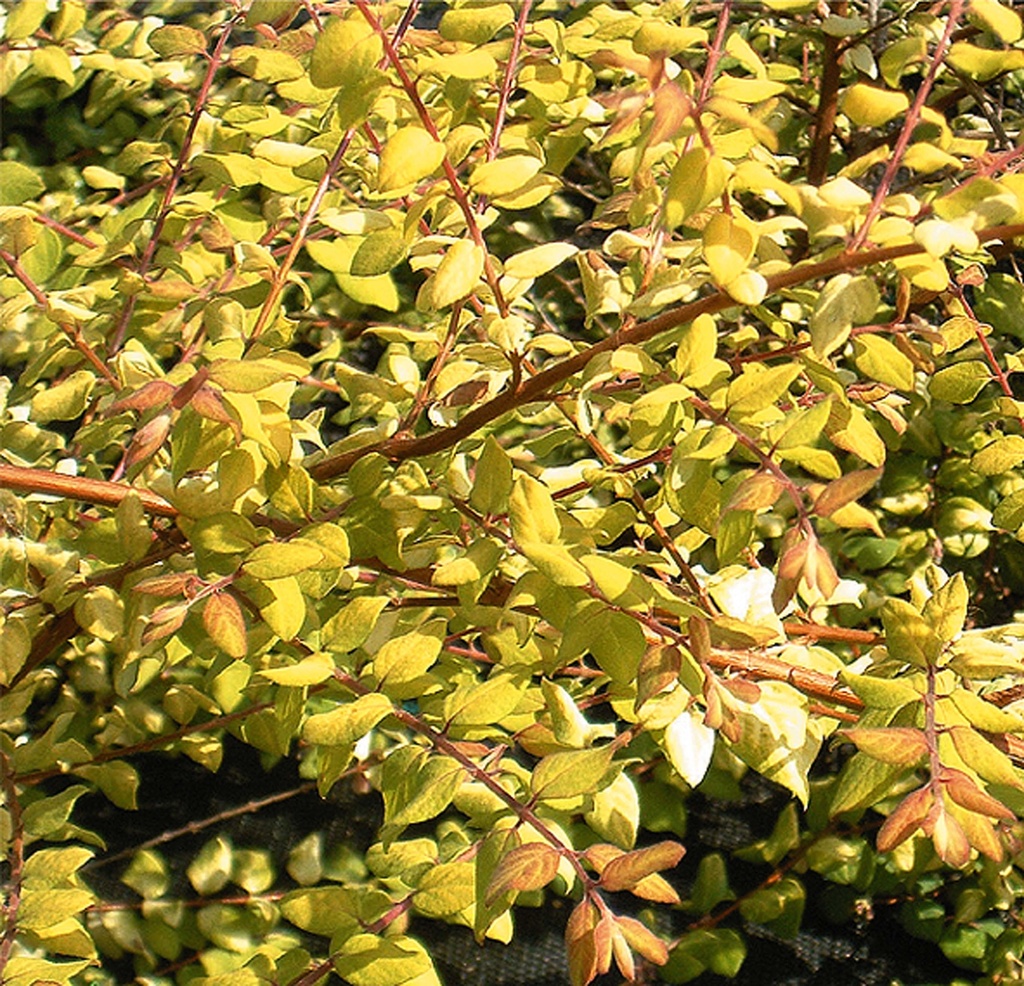 SYMPHORICARPOS CHENAULTII 'BRAIN DE SOLEIL'