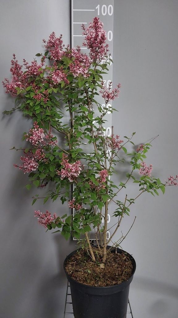 [SMSU125] SYRINGA MICROPHYLLA 'SUPERBA' (Pot, 125-150 cm)