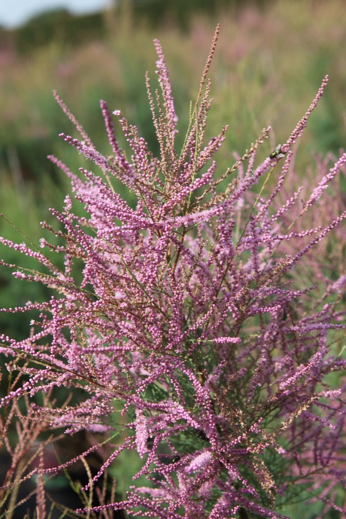TAMARIX RAMOSISSIMA 'RUBRA'