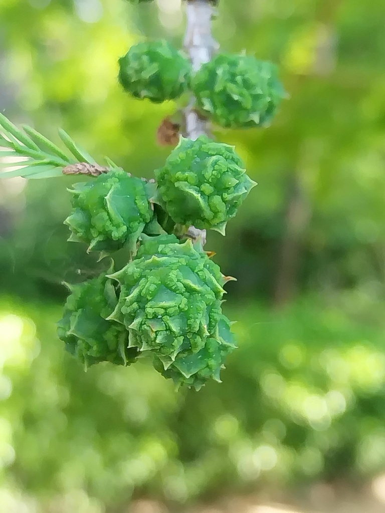 [TDI175] TAXODIUM DISTICHUM (Pot, 175-200 cm)
