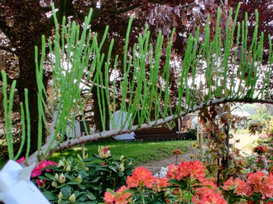 [TDNU125] TAXODIUM DISTICHUM 'NUTANS' (Pot, 125-150 cm)
