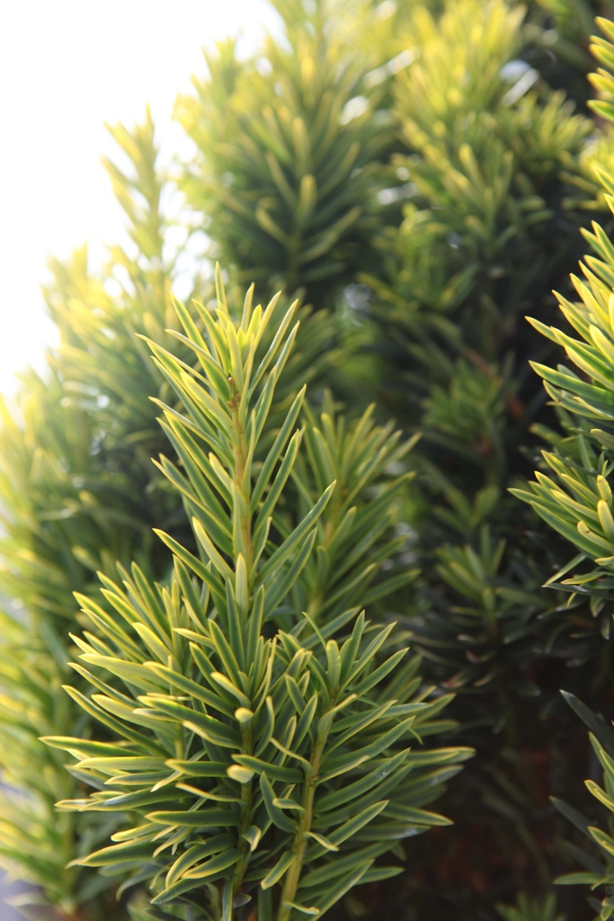 [TBFAU175] TAXUS BACCATA 'FASTIGIATA AUREA' (Pot, 175-200 cm)