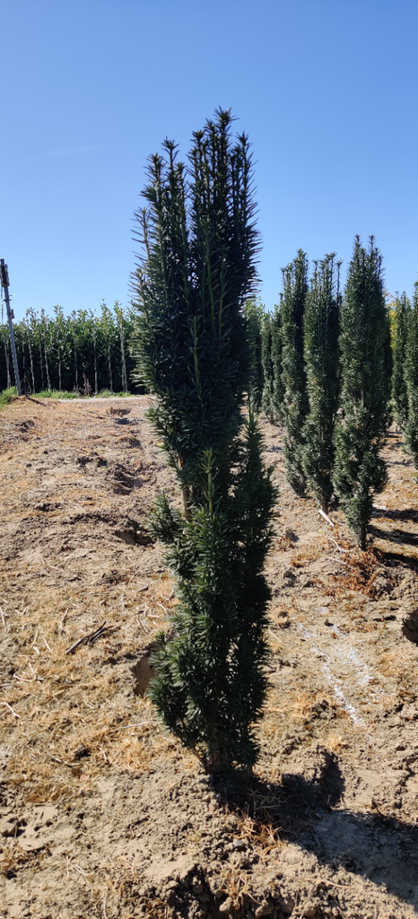 [xx] TAXUS BACCATA 'FASTIGIATA ROBUSTA' (Pot 2 litres, 25-30 cm)