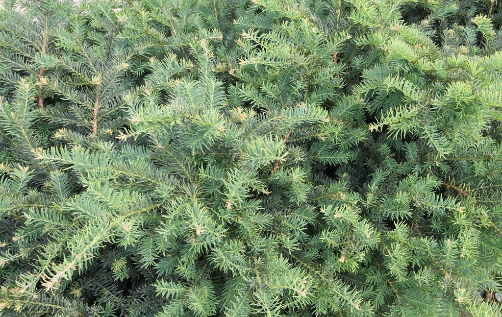 TAXUS BACCATA 'REPANDENS'
