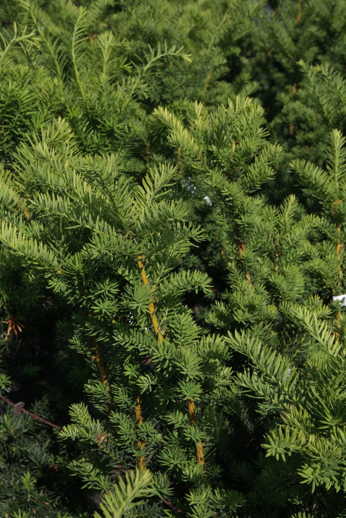 TAXUS MEDIA 'HICKSII'