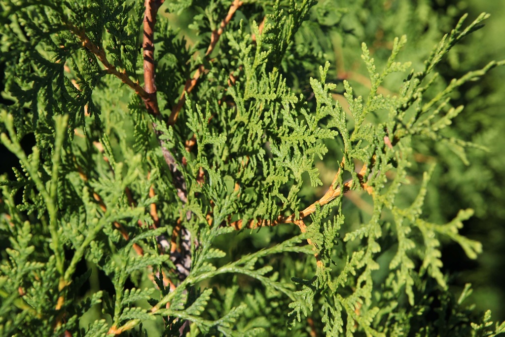 THUJA OCCIDENTALIS 'BRABANT'