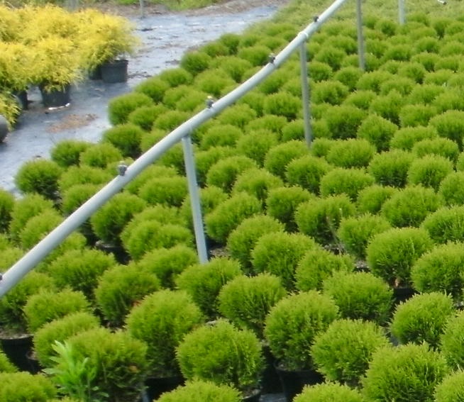 THUJA OCCIDENTALIS 'DANICA'