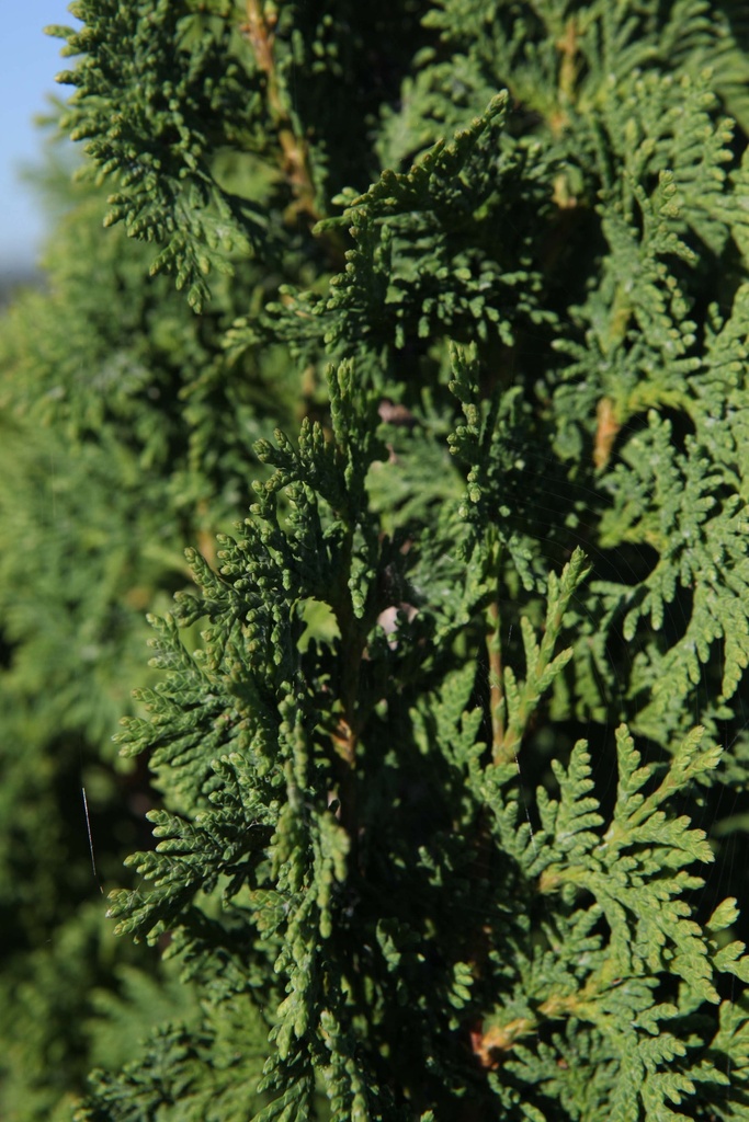 [xx] THUJA OCCIDENTALIS 'DEGROOT'S SPIRE' (Pot 3 liter, 50-60 cm)