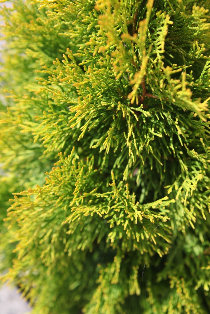 [TOGSM603] THUJA OCCIDENTALIS 'GOLDEN SMARAGD' (Pot 3 litres, 60-80 cm)