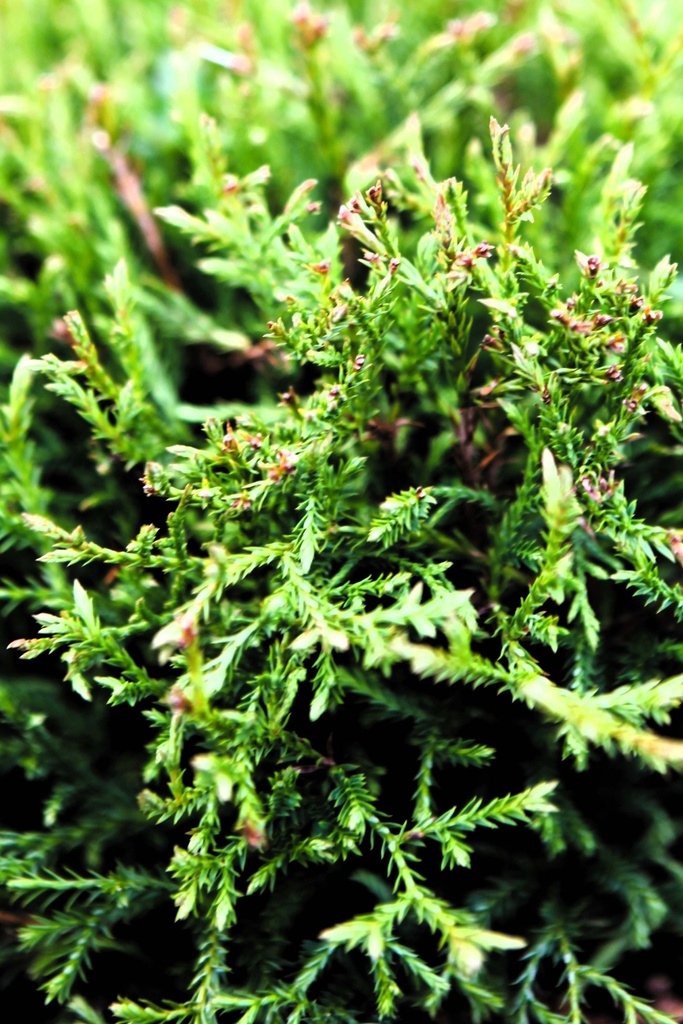 THUJA OCCIDENTALIS 'MR BOWLING BALL'