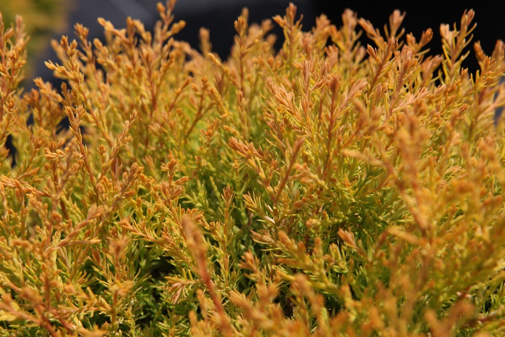 [TORH25] THUJA OCCIDENTALIS 'RHEINGOLD' (Pot 3 litres, 25-30 cm)
