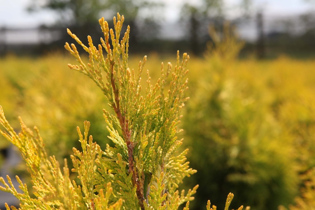 THUJA OCCIDENTALIS 'SUNKIST'