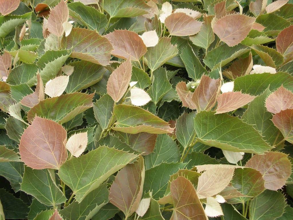 TILIA HENRYANA 'ARNOLD SELECT'