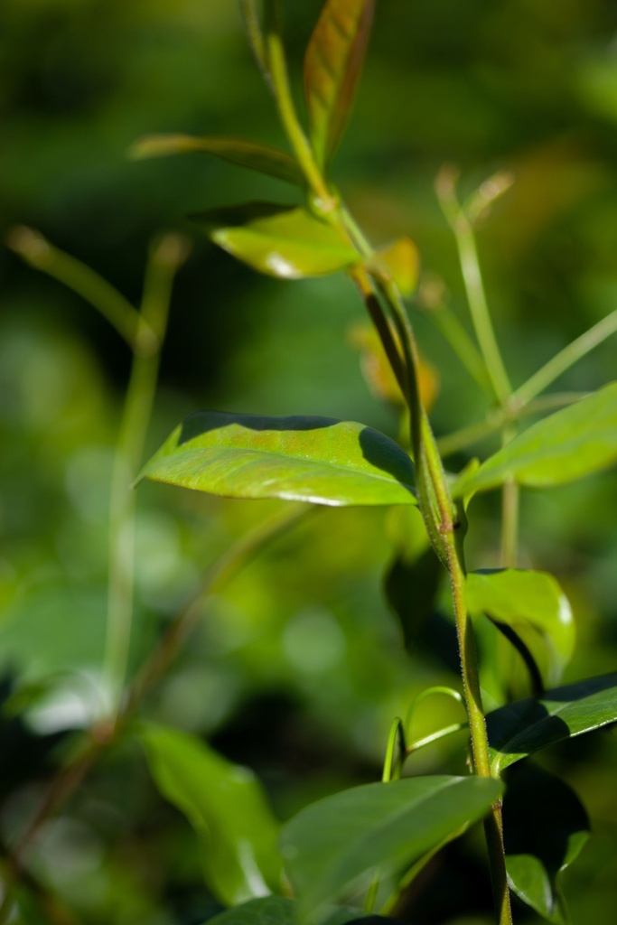 TRACHELOSPERMUM JASMINOIDES 'STAR OF TOSCANE'