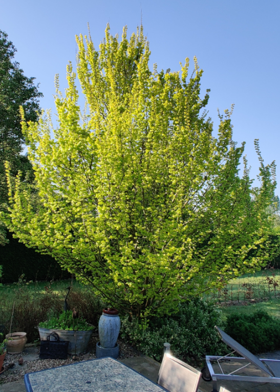 ULMUS HOLLANDICA 'WREDEI'