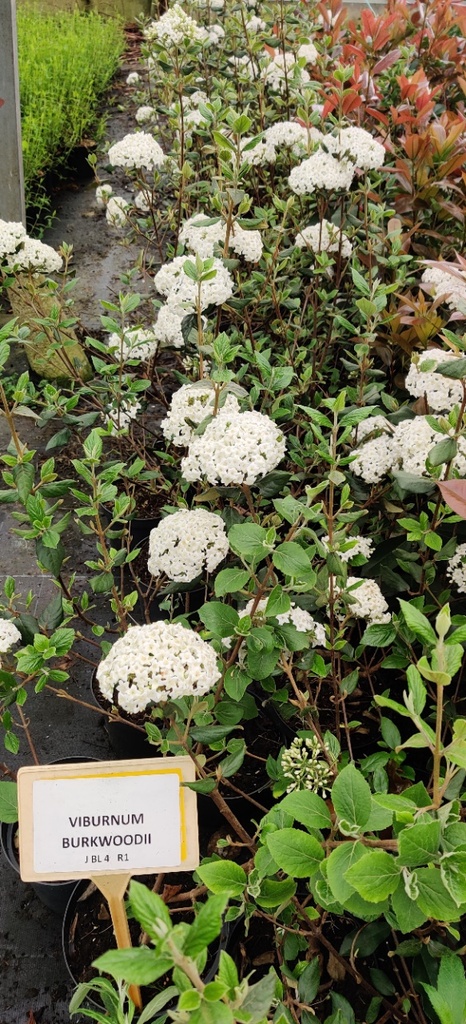 [VBU100] VIBURNUM BURKWOODII (Pot, 100-125 cm)