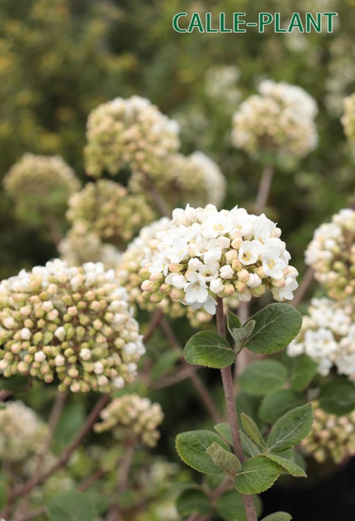 VIBURNUM CARLCEPHALUM