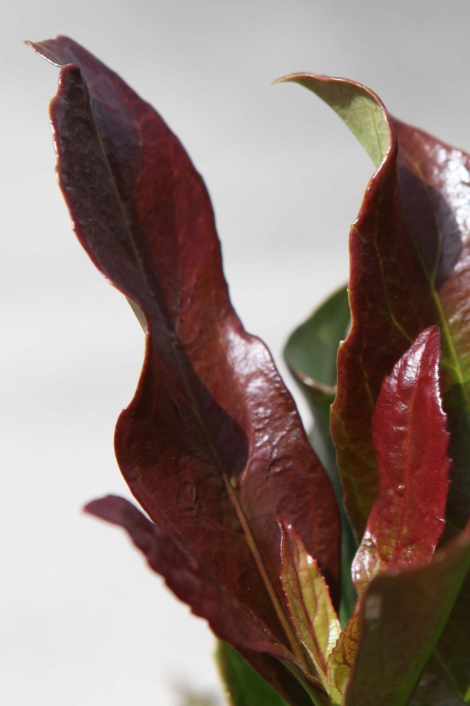 [VOCO125C] VIBURNUM ODORATISSIMUM COPPERTOP (Pot, 125-150 cm)