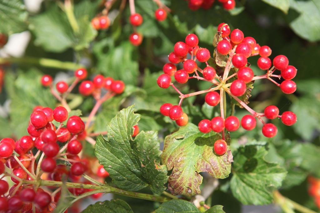 VIBURNUM OPULUS 'COMPACTUM'