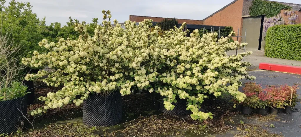 [VPGR100] VIBURNUM PLICATUM 'GRANDIFLORUM' (Pot, 100-125 cm)