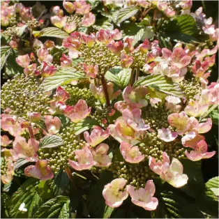 VIBURNUM PLICATUM PINKIMONO