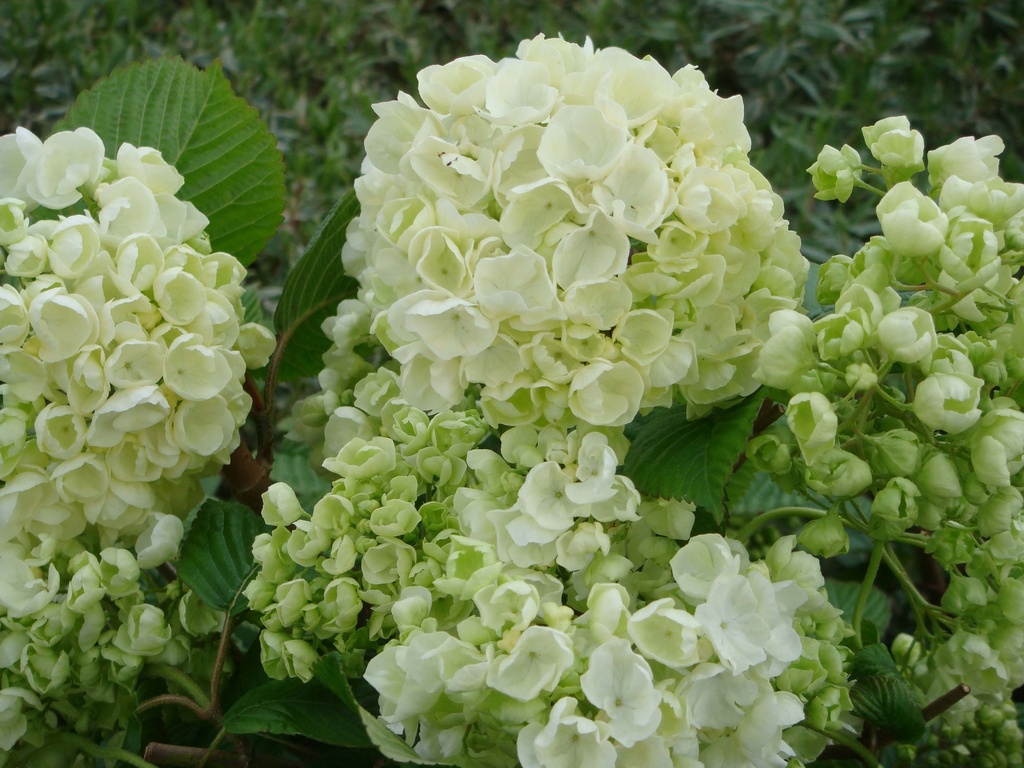 [VPPO40C3] VIBURNUM PLICATUM 'POPCORN' (Pot 3 liter, 40-50 cm)