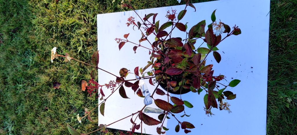[VPSH40] VIBURNUM PLICATUM SHIROGAMI (Pot 3 liter, 40-50 cm)
