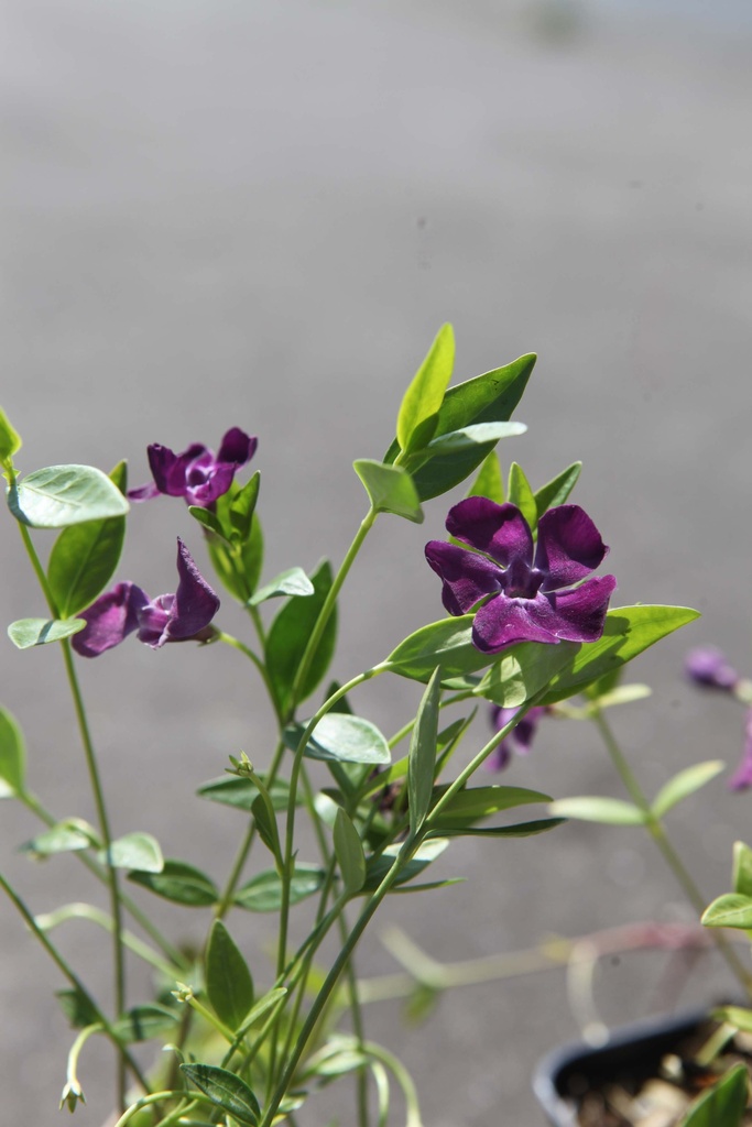 [VMVE20P6] VINCA MINOR 'VERINO' (Pot 6 cm, 20-25 cm)