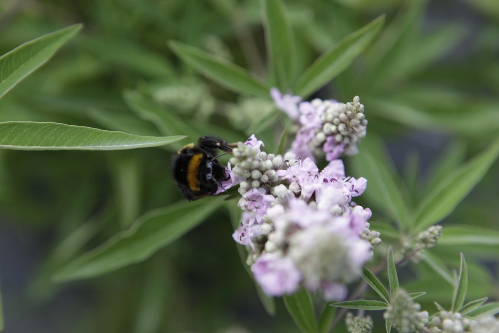 VITEX AGNUS-CASTUS 'PINK PINNACLE'