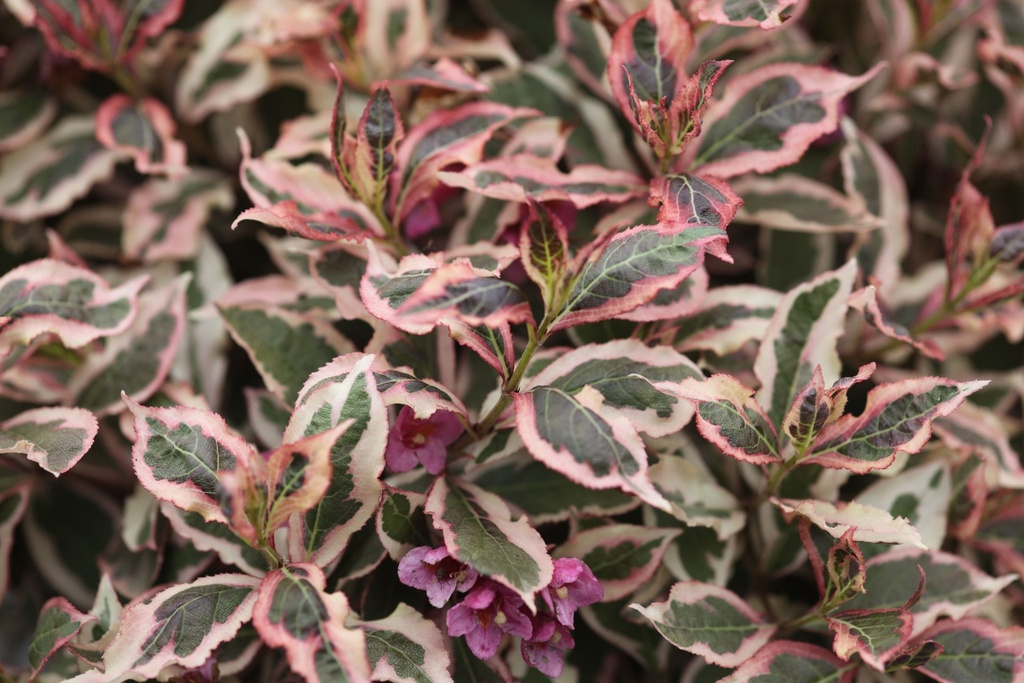 WEIGELA ALL SUMMER® MONET