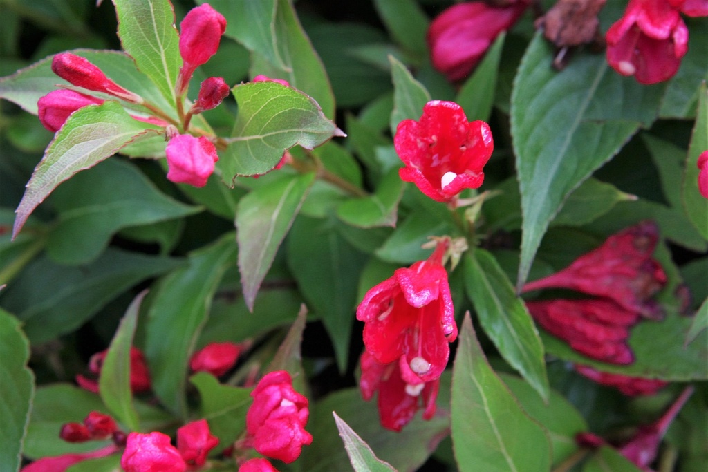WEIGELA ALL SUMMER® RED