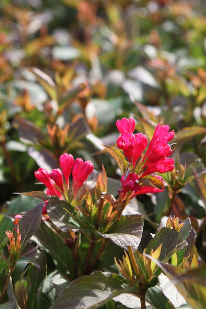 [WASRE50C10] WEIGELA ALL SUMMER® RED (Pot 10 liter, 50-60 cm)