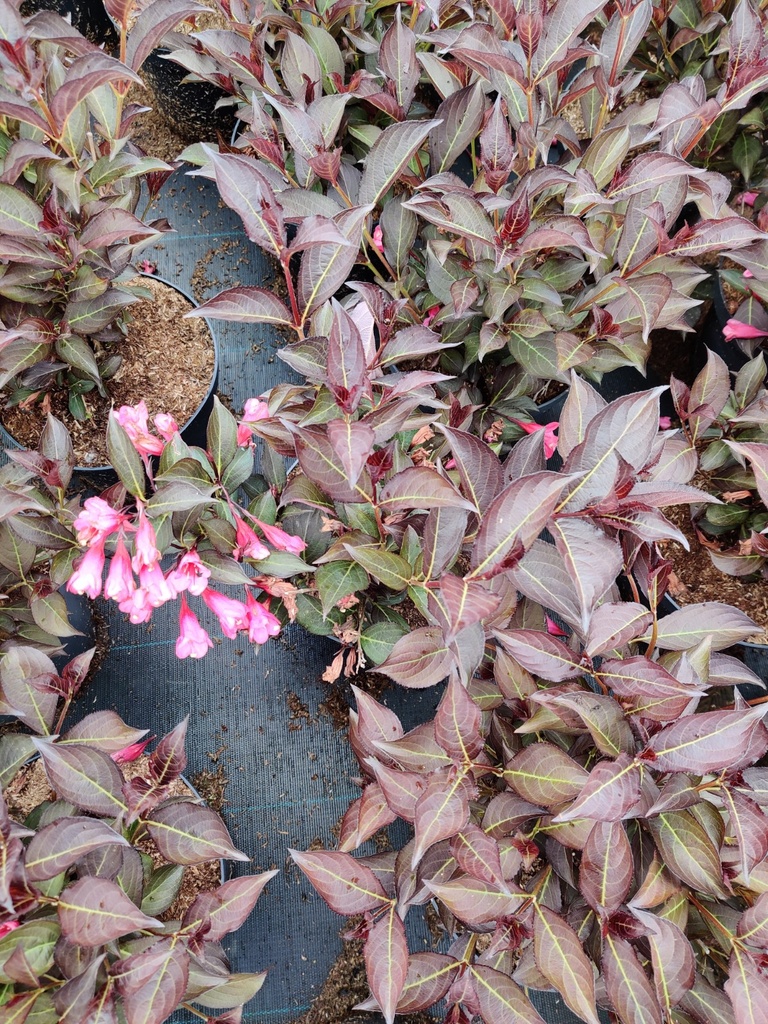 [WFAL3] WEIGELA FLORIDA 'ALEXANDRA' (Pot 3 liter, 30-40 cm)